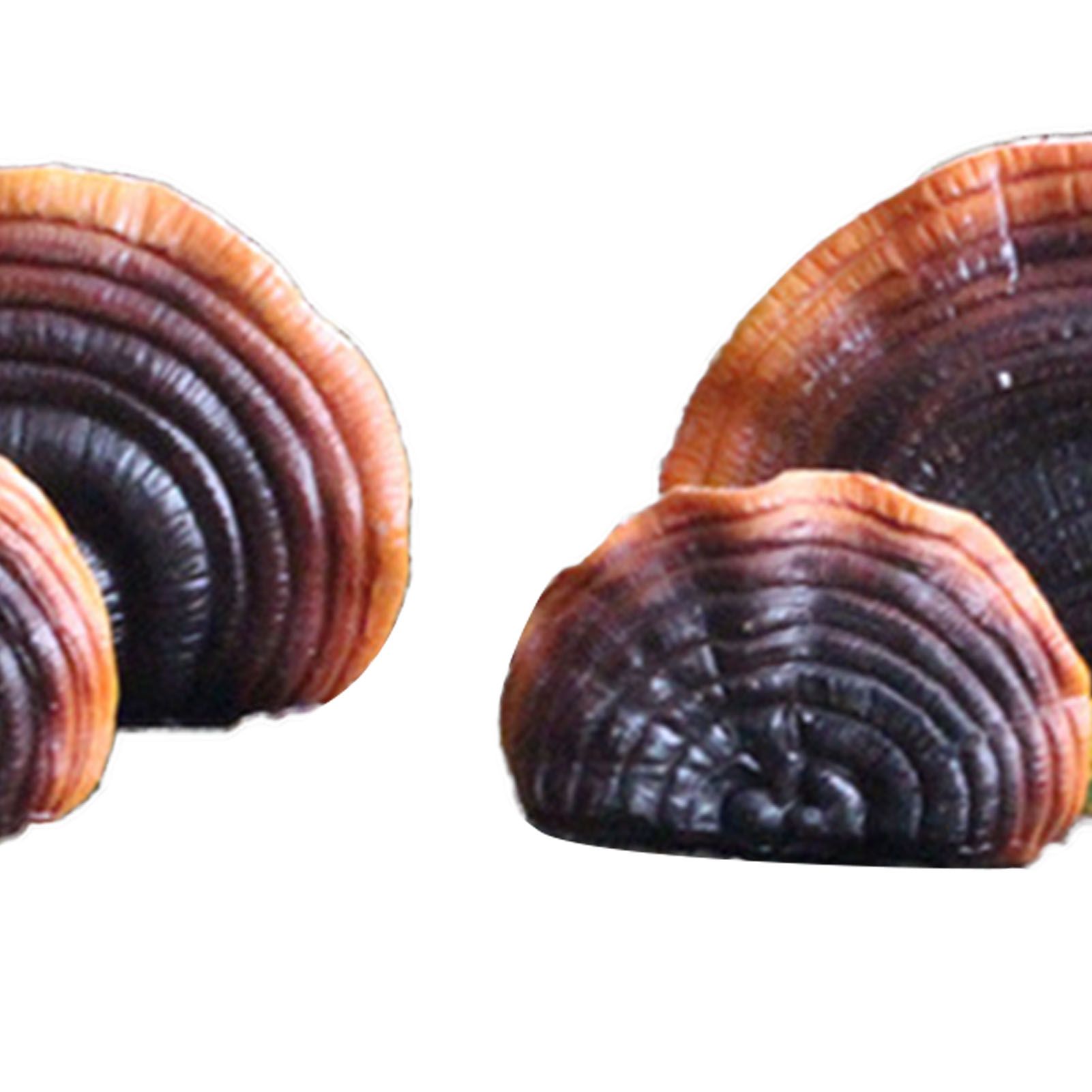 Simulation Mushroom Shelf Decoration Set Resin Artificial Mini Reishi Mushroom view 7