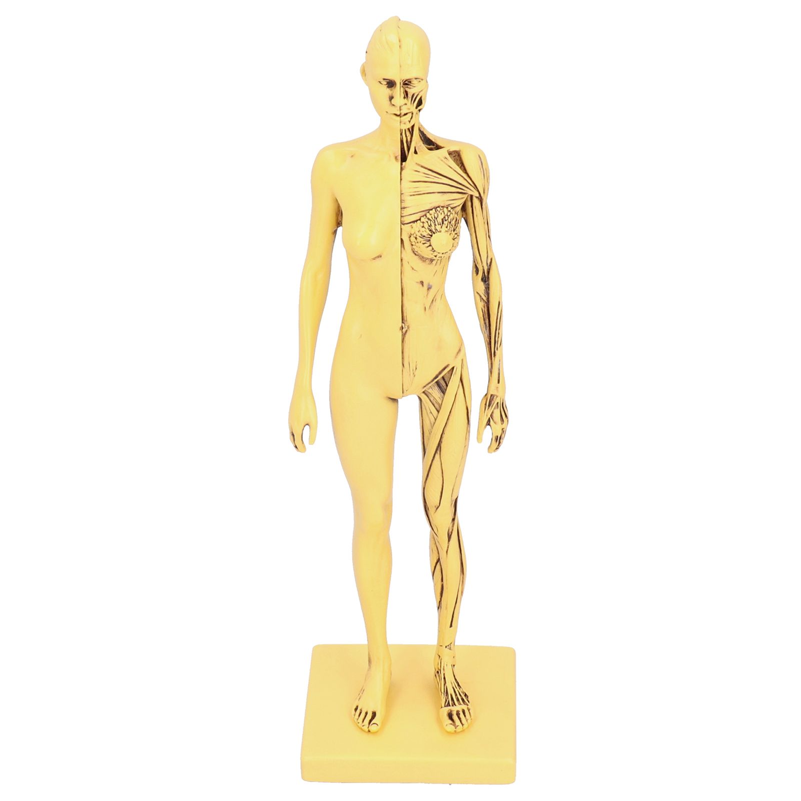 Resin Human Anatomical Head Body Muscle Model Drawing Model Decoration — image 1