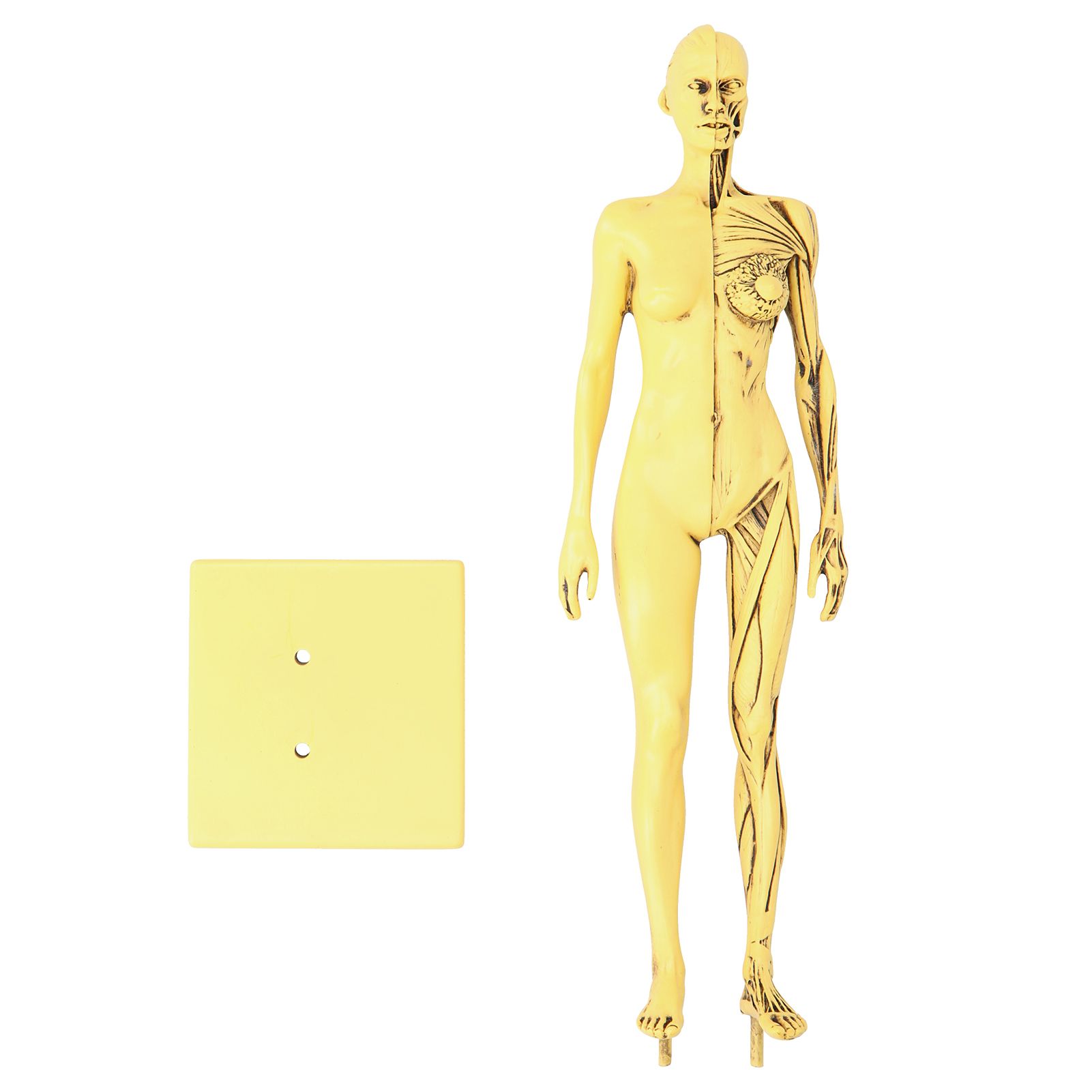 Resin Human Anatomical Head Body Muscle Model Drawing Model Decoration view 2