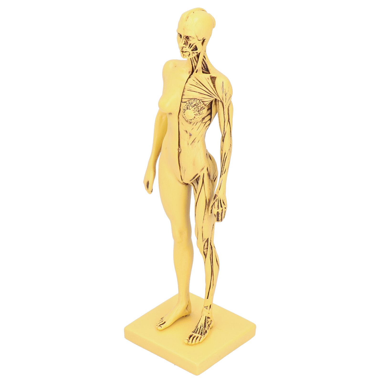 Resin Human Anatomical Head Body Muscle Model Drawing Model Decoration view 3