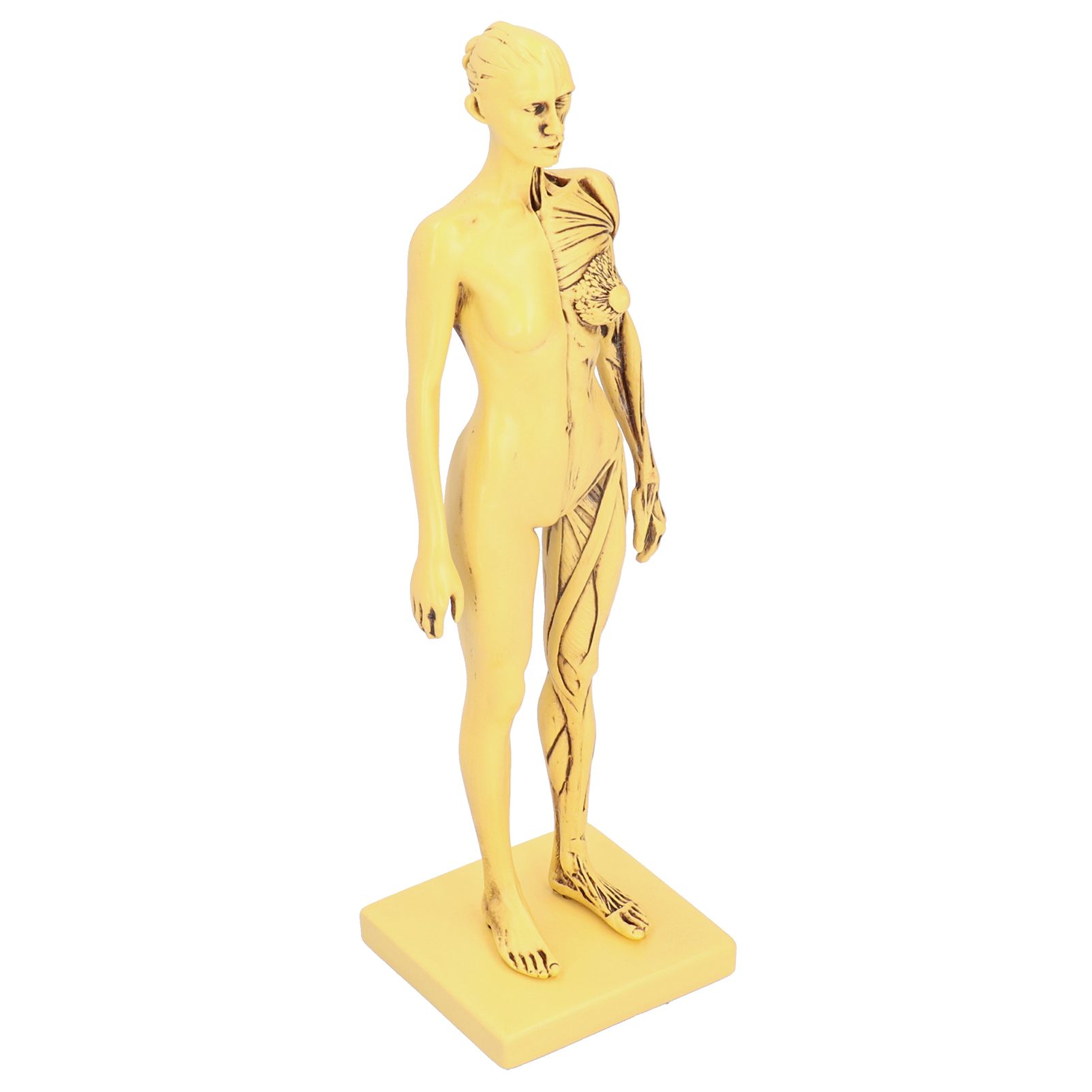 Resin Human Anatomical Head Body Muscle Model Drawing Model Decoration view 4