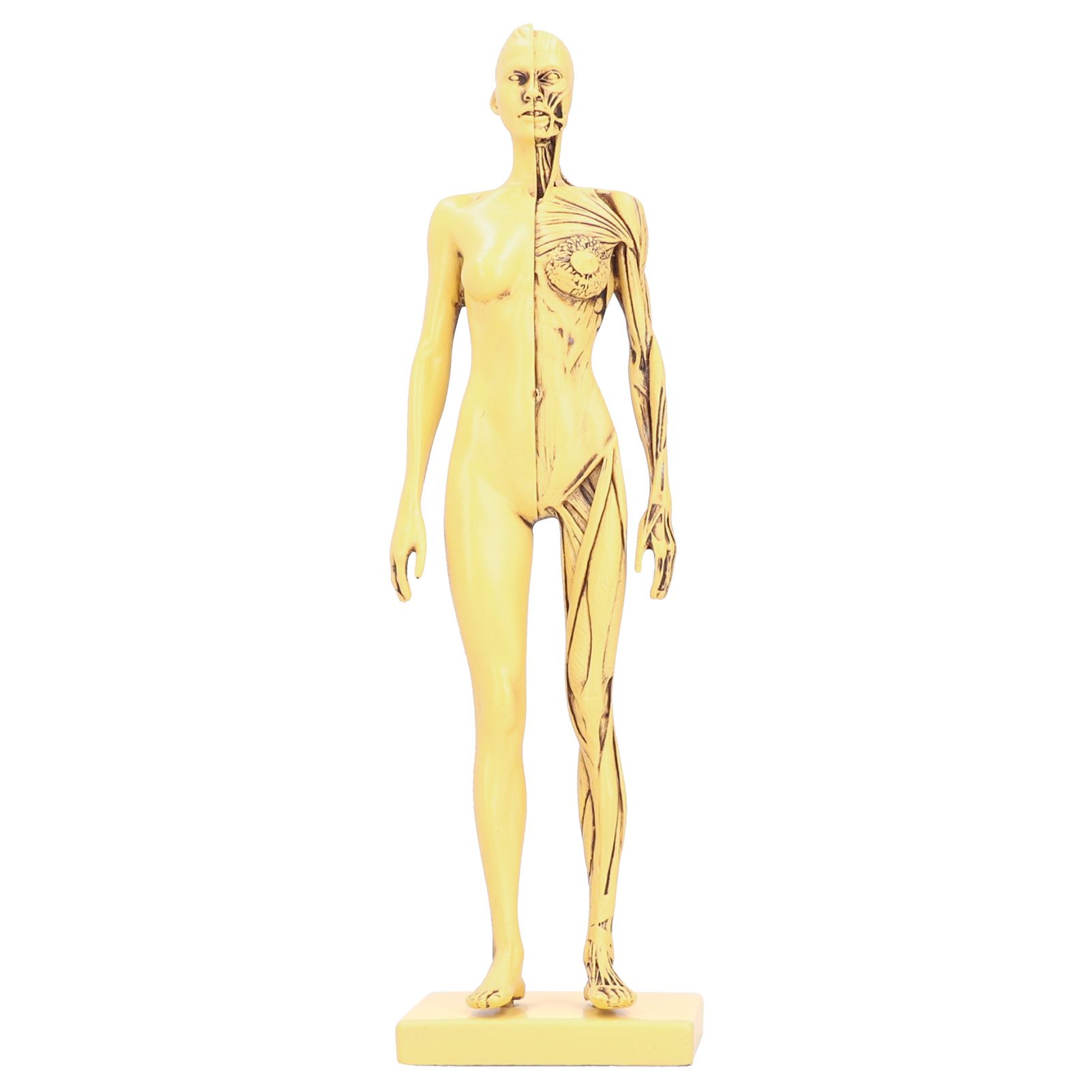 Resin Human Anatomical Head Body Muscle Model Drawing Model Decoration view 5