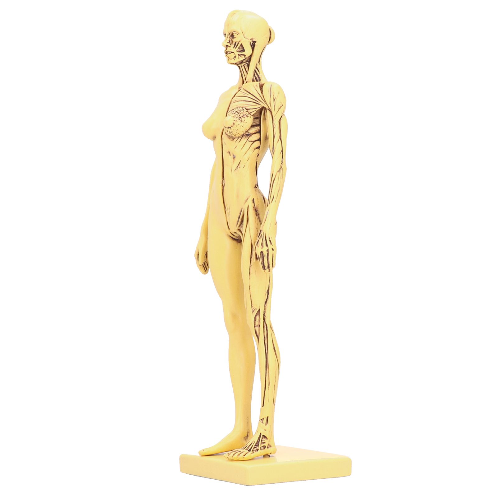Resin Human Anatomical Head Body Muscle Model Drawing Model Decoration view 6