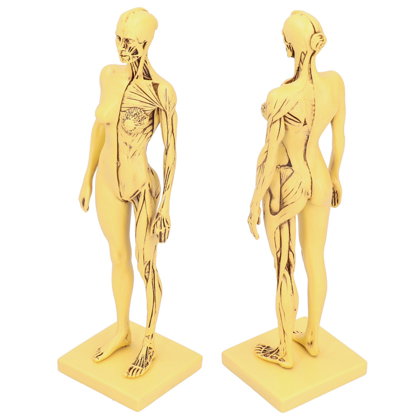 Resin Human Anatomical Head Body Muscle Model Drawing Model Decoration view 7
