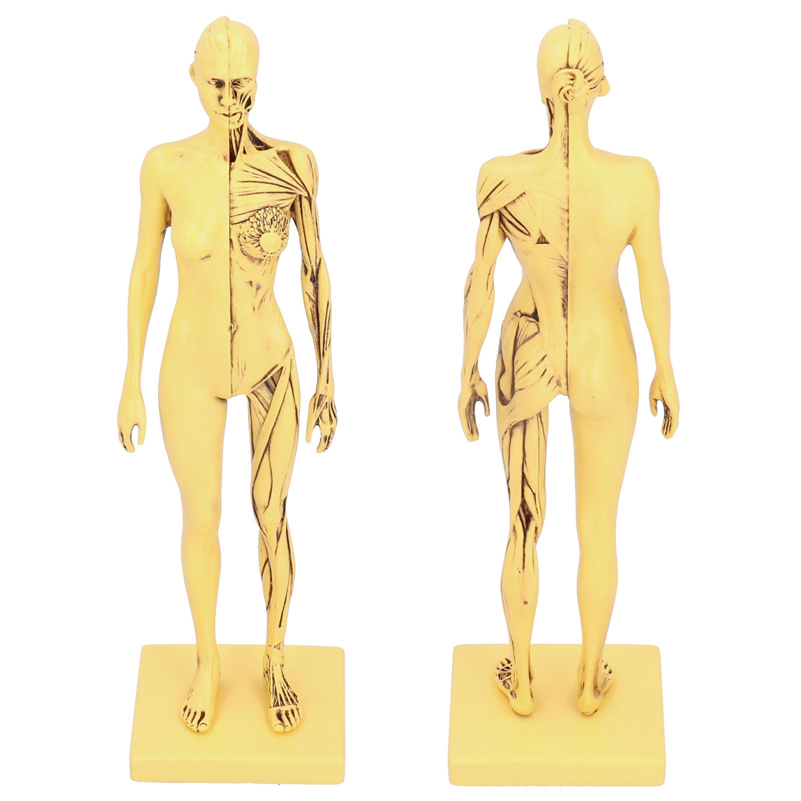 Resin Human Anatomical Head Body Muscle Model Drawing Model Decoration view 8