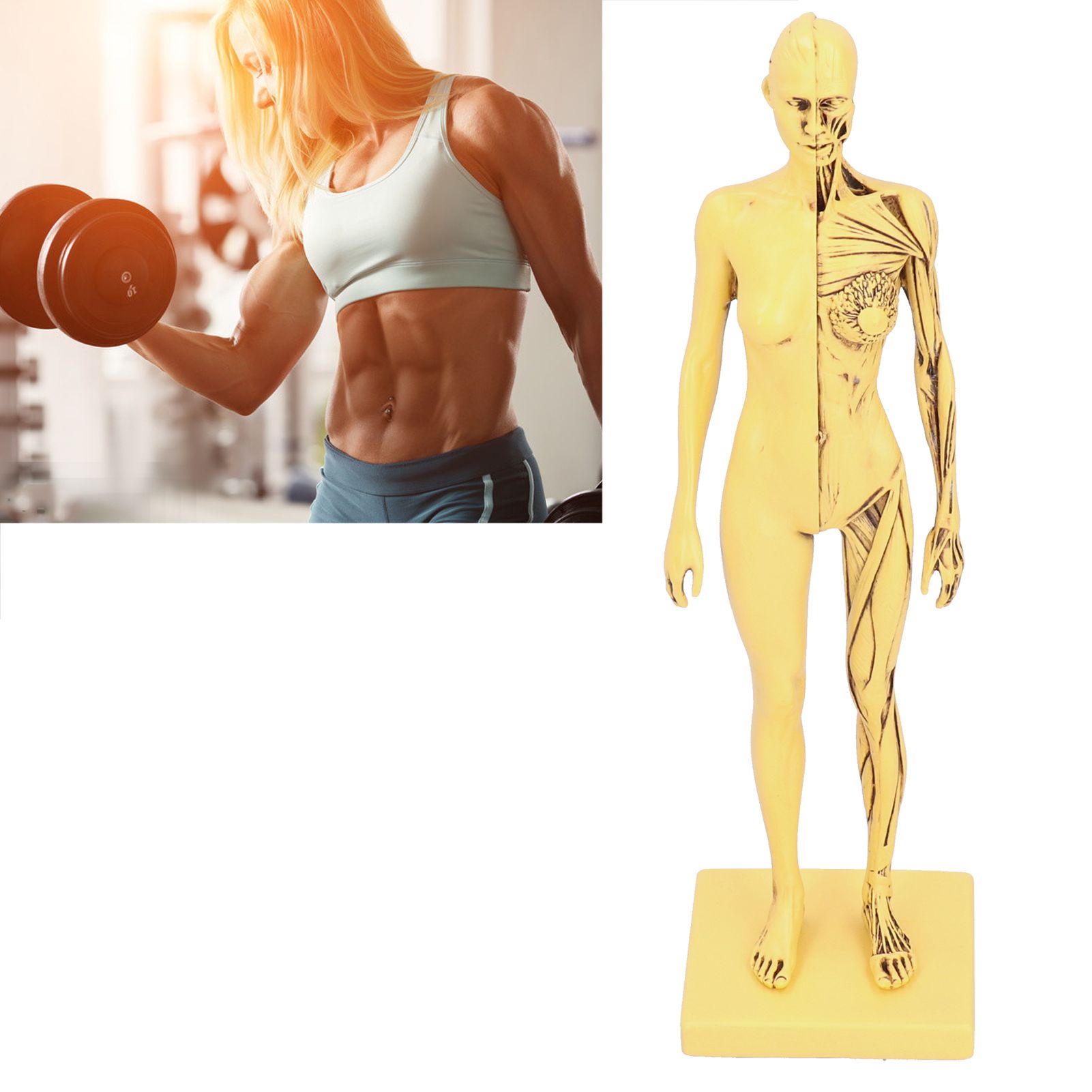 Resin Human Anatomical Head Body Muscle Model Drawing Model Decoration view 9
