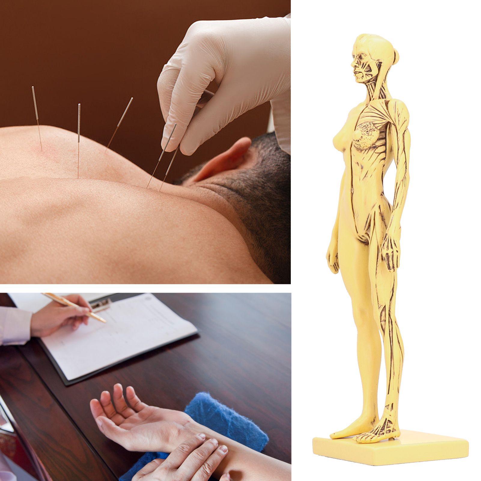 Resin Human Anatomical Head Body Muscle Model Drawing Model Decoration view 10