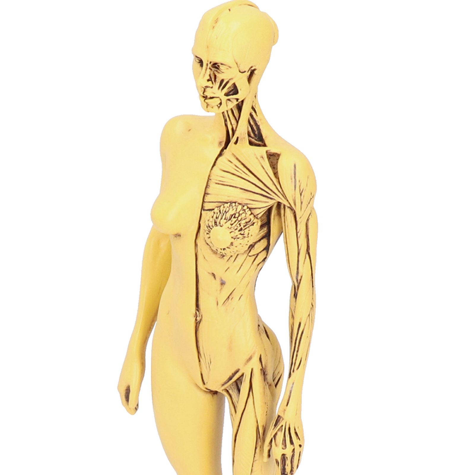 Resin Human Anatomical Head Body Muscle Model Drawing Model Decoration view 11