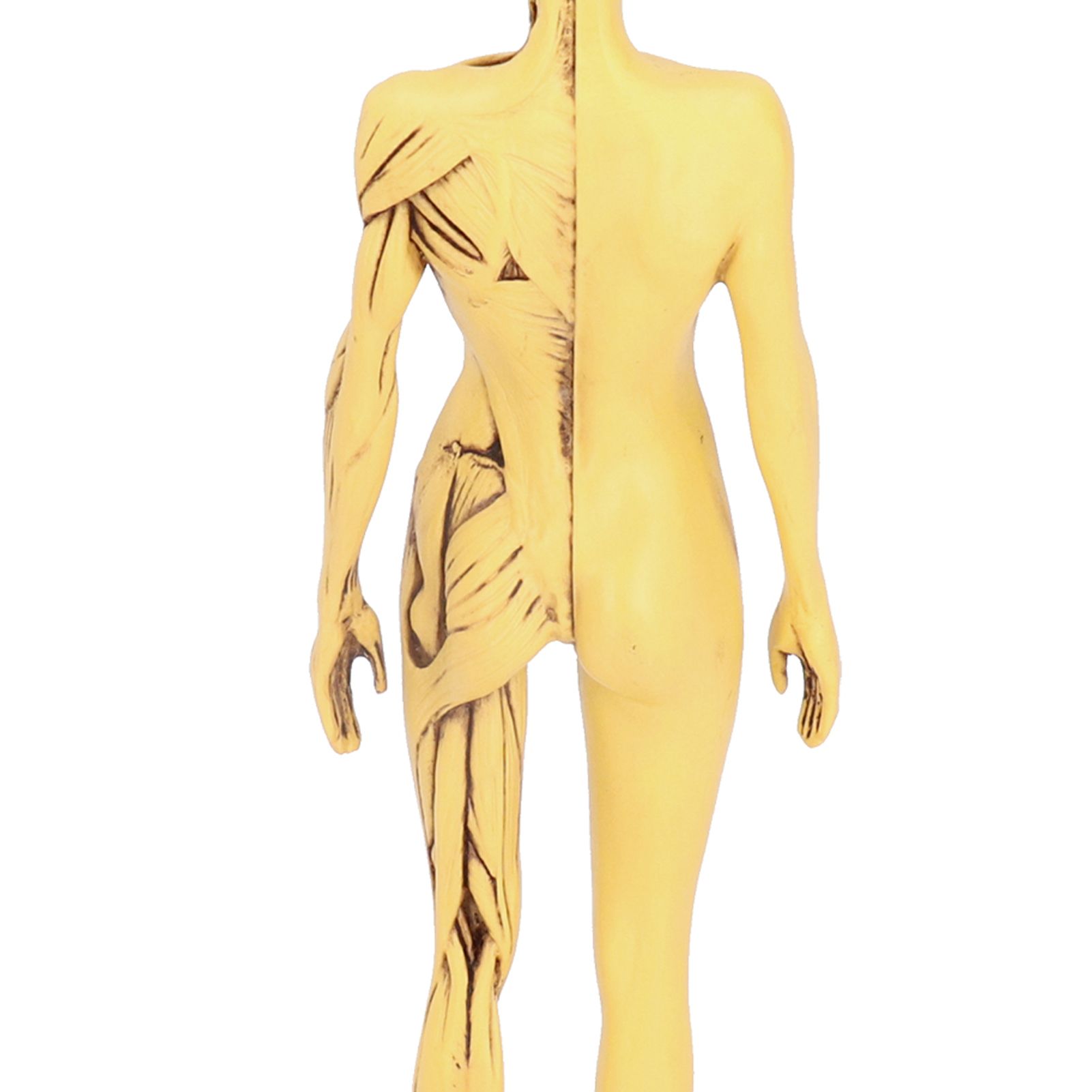 Resin Human Anatomical Head Body Muscle Model Drawing Model Decoration view 12