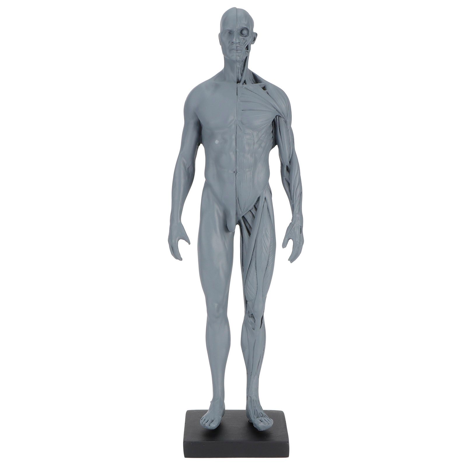 Resin Skeleton Human Body Muscle Model Lightweight for Sketch Drawing Teaching view 2