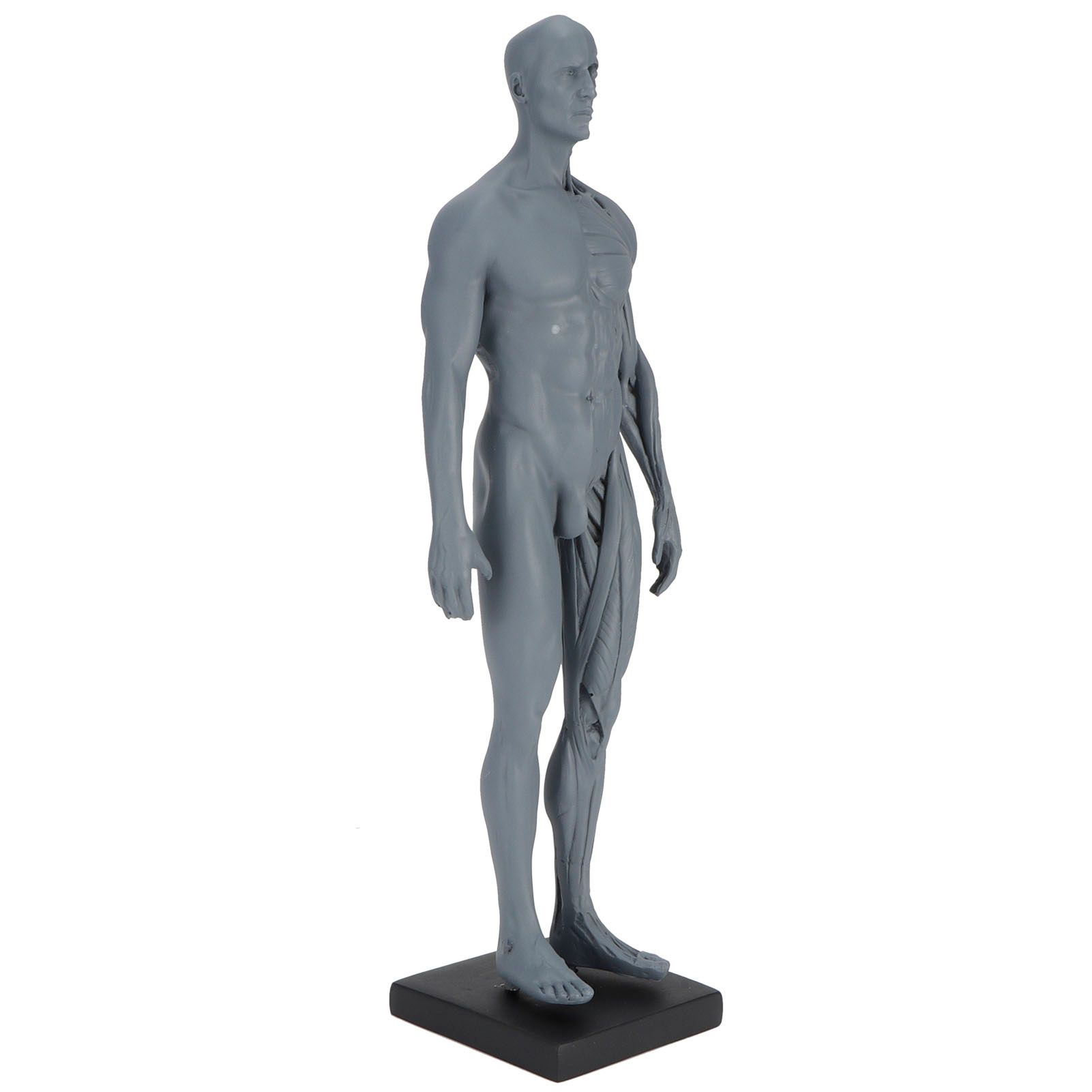 Resin Skeleton Human Body Muscle Model Lightweight for Sketch Drawing Teaching view 3