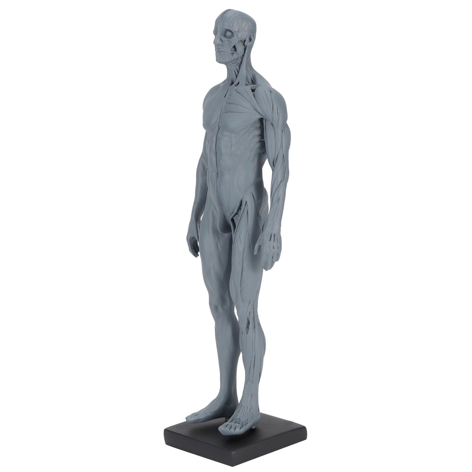 Resin Skeleton Human Body Muscle Model Lightweight for Sketch Drawing Teaching view 4