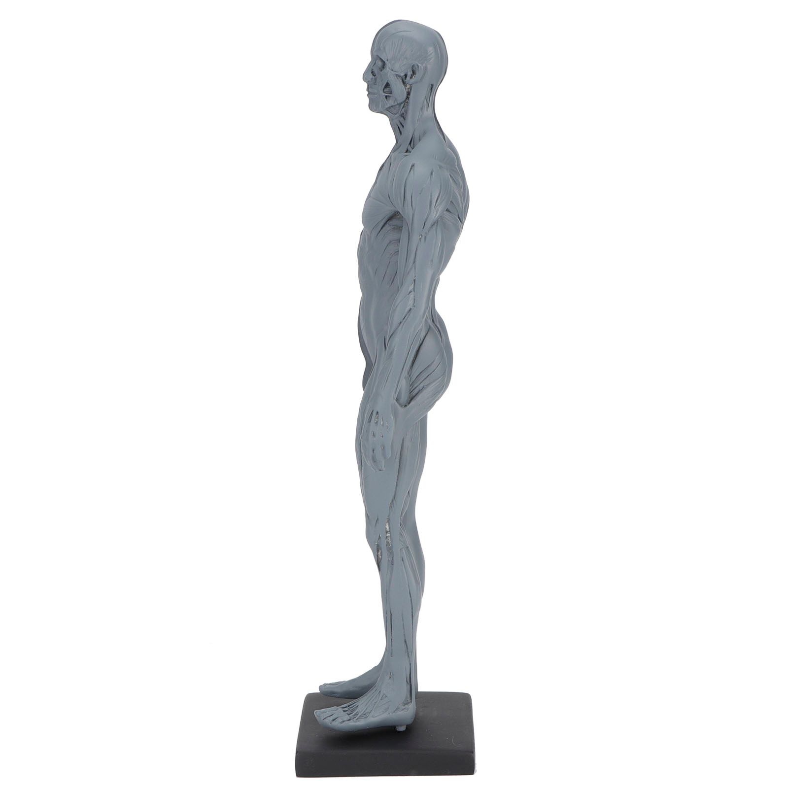 Resin Skeleton Human Body Muscle Model Lightweight for Sketch Drawing Teaching view 5