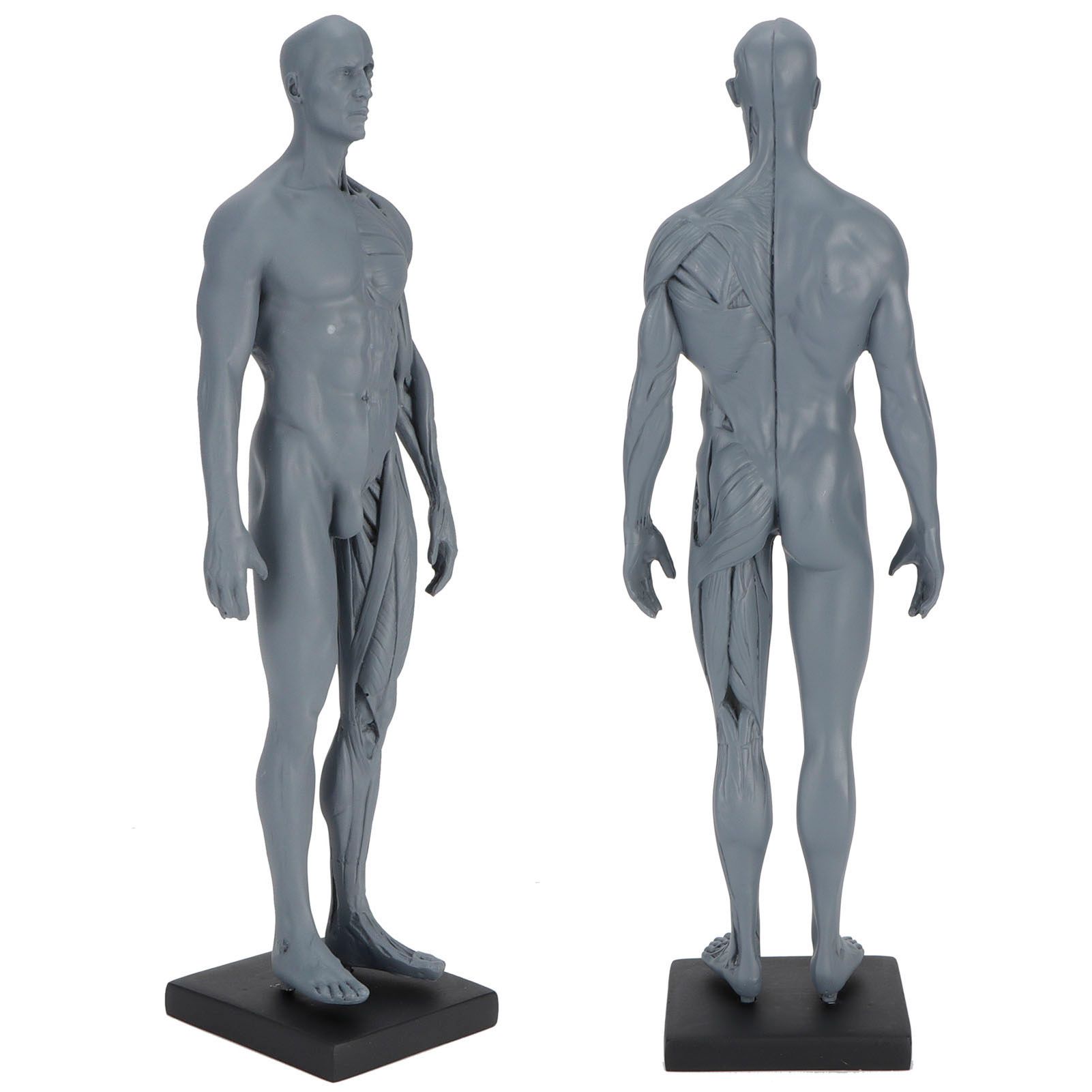 Resin Skeleton Human Body Muscle Model Lightweight for Sketch Drawing Teaching view 6