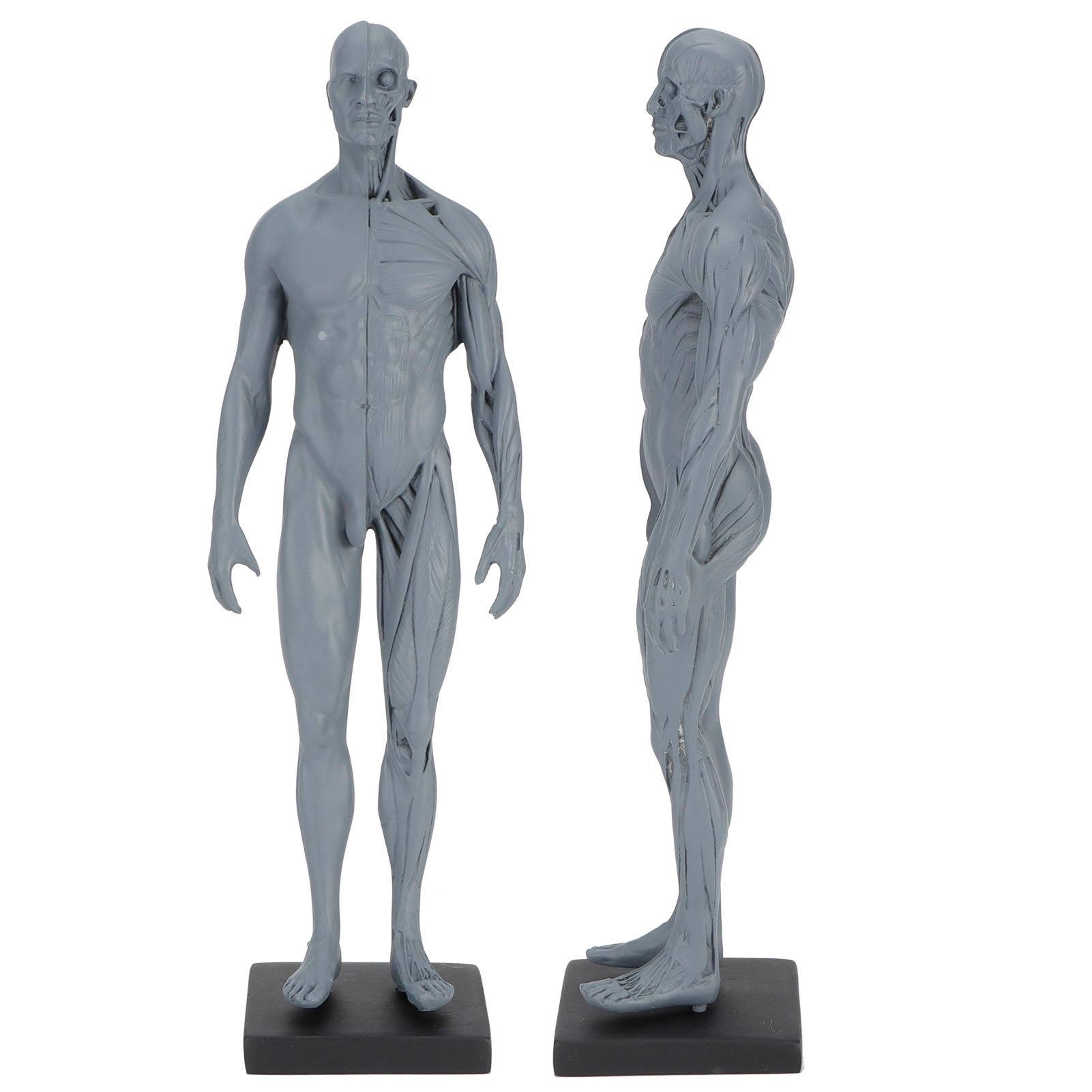 Resin Skeleton Human Body Muscle Model Lightweight for Sketch Drawing Teaching view 7