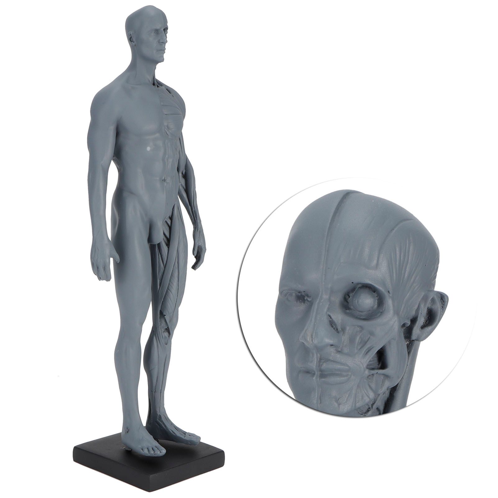 Resin Skeleton Human Body Muscle Model Lightweight for Sketch Drawing Teaching view 8