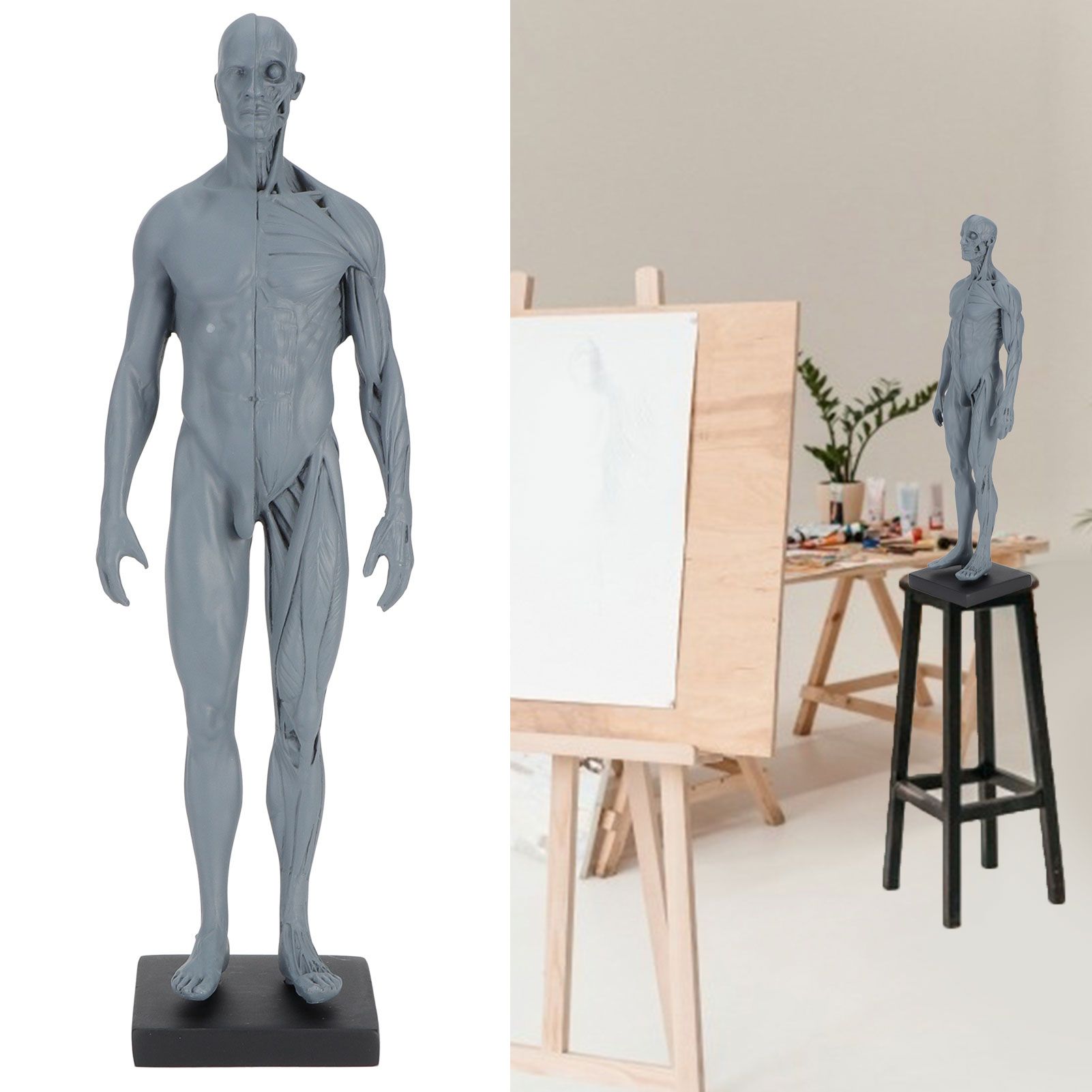 Resin Skeleton Human Body Muscle Model Lightweight for Sketch Drawing Teaching view 9