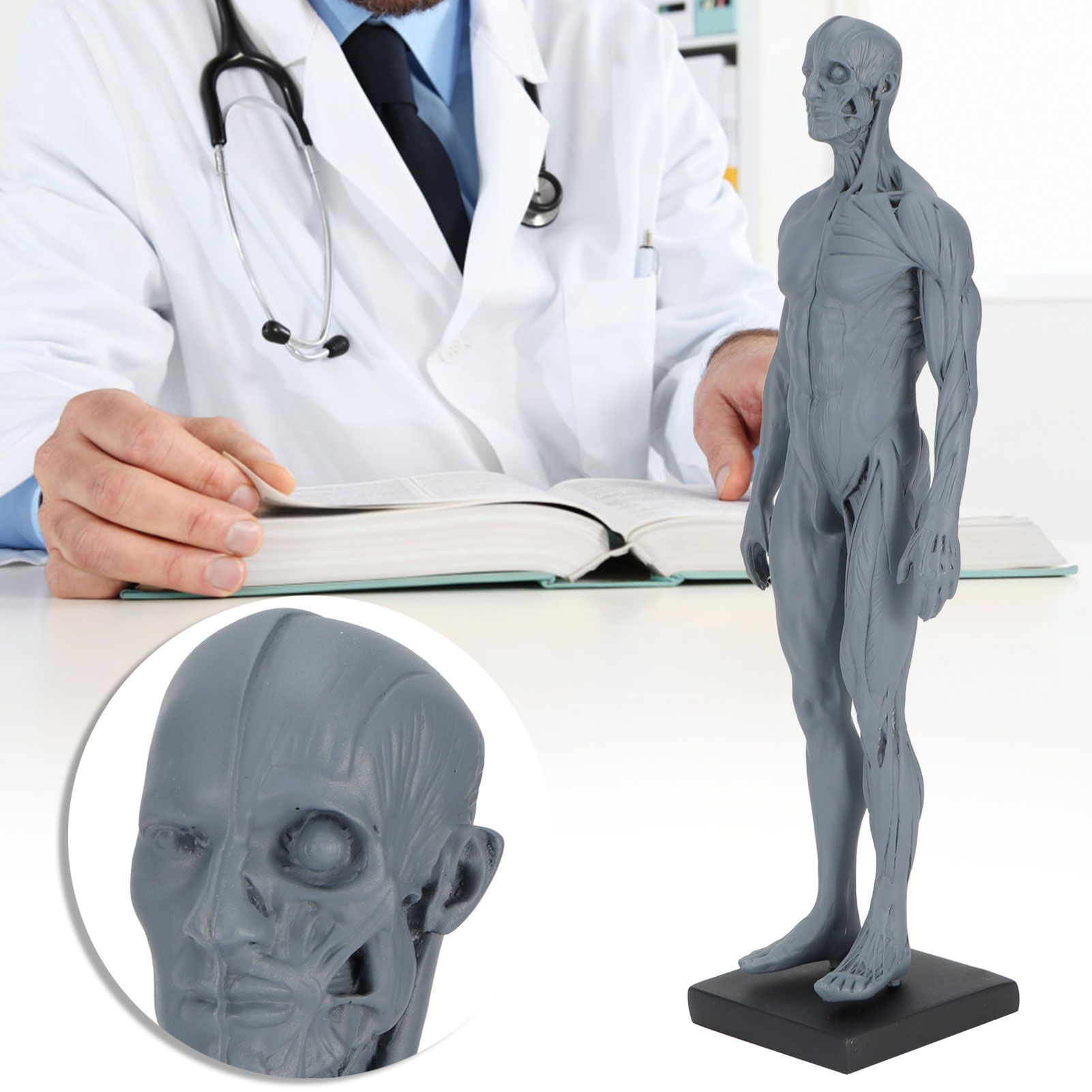 Resin Skeleton Human Body Muscle Model Lightweight for Sketch Drawing Teaching view 10