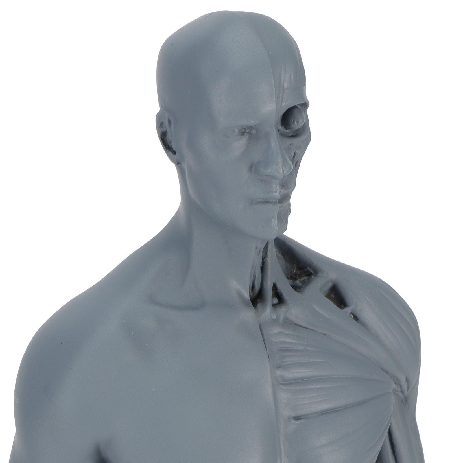 Resin Skeleton Human Body Muscle Model Lightweight for Sketch Drawing Teaching view 11