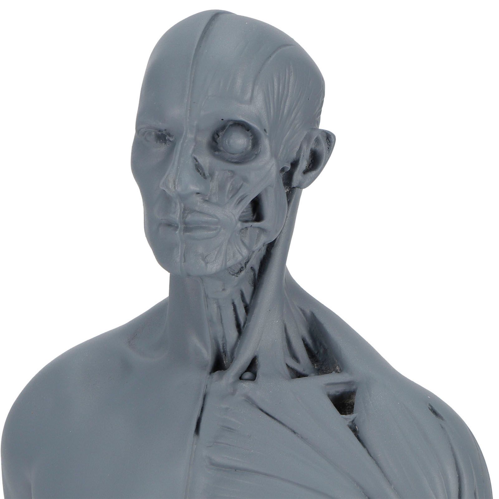 Resin Skeleton Human Body Muscle Model Lightweight for Sketch Drawing Teaching view 12