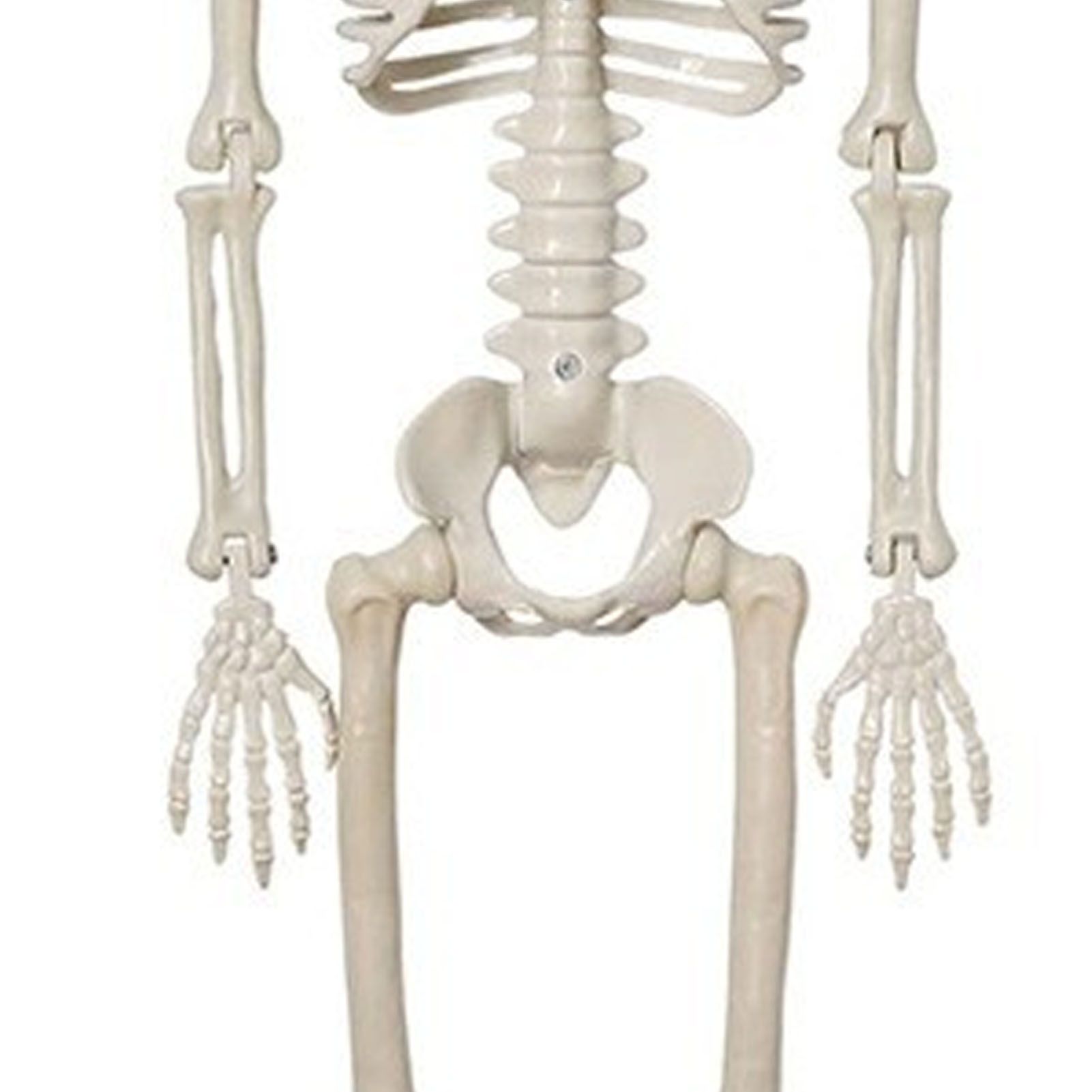 2PCS Skeleton Decorations 35.4 Inch Plastic Posable Spooky Full Body Skeleton view 7