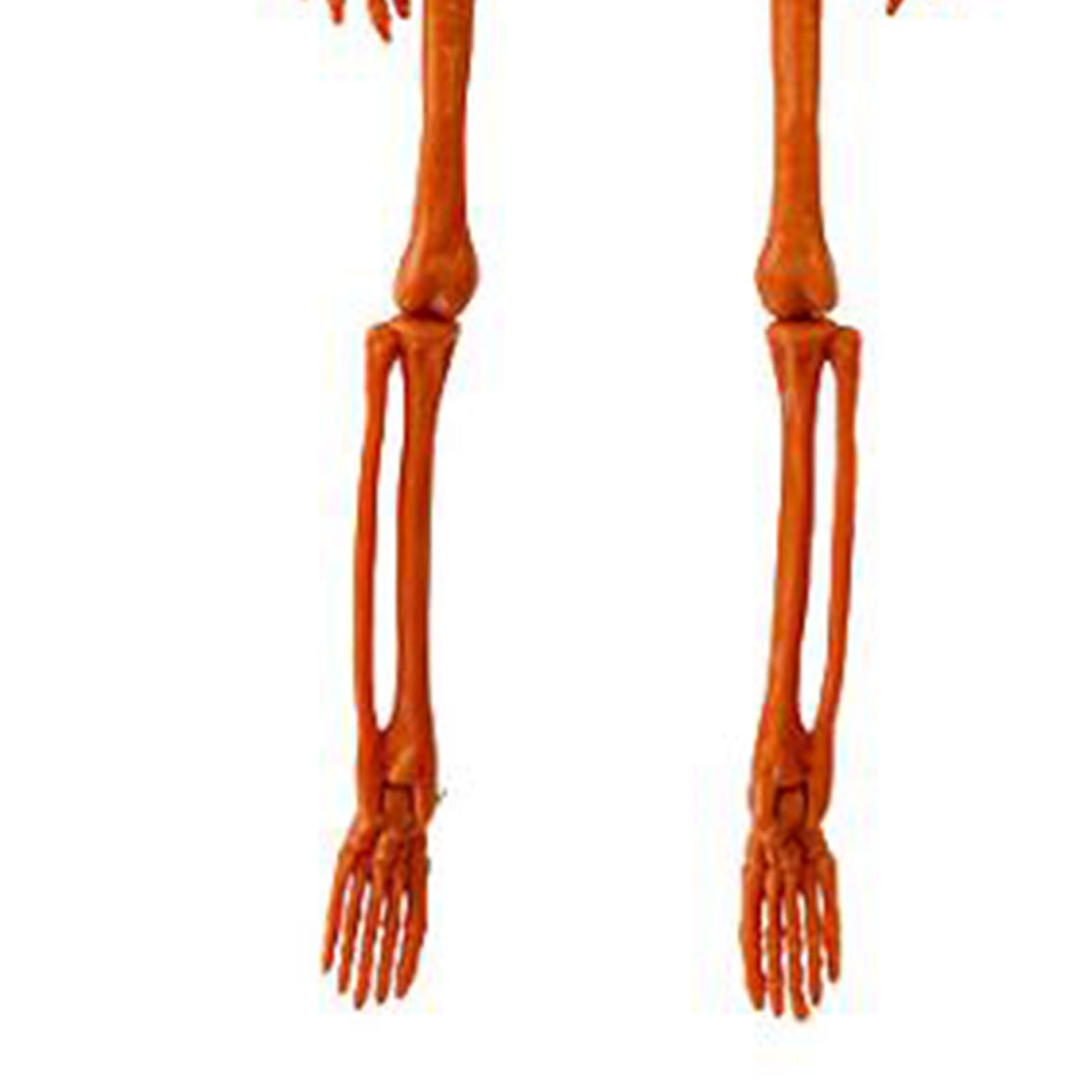 Human Skeleton 35.4in Plastic Realistic Creepy Pumpkin Skeleton for Decoration view 2