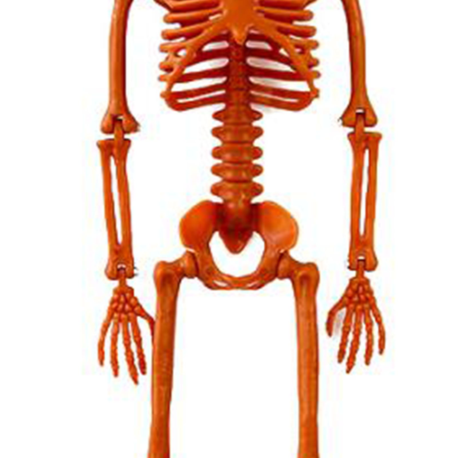 Human Skeleton 35.4in Plastic Realistic Creepy Pumpkin Skeleton for Decoration view 7