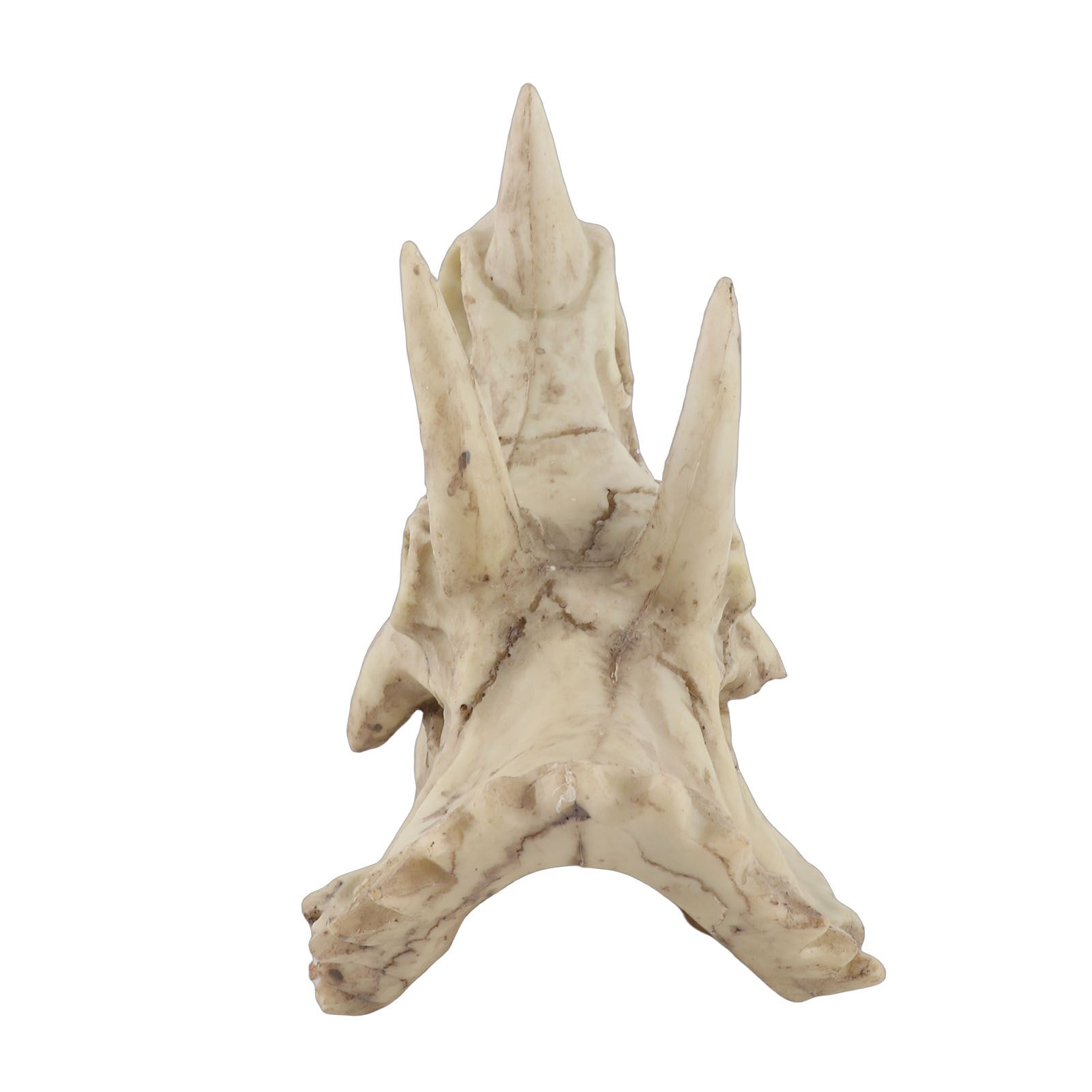 Resin Dinosaur Triceratops Skull Model Simulated Skeleton Home Office Display view 3
