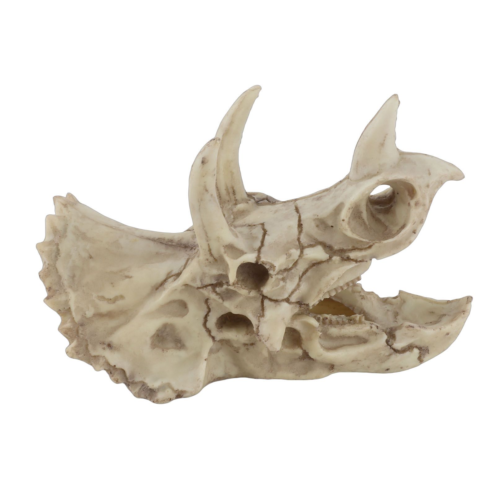 Resin Dinosaur Triceratops Skull Model Simulated Skeleton Home Office Display view 5
