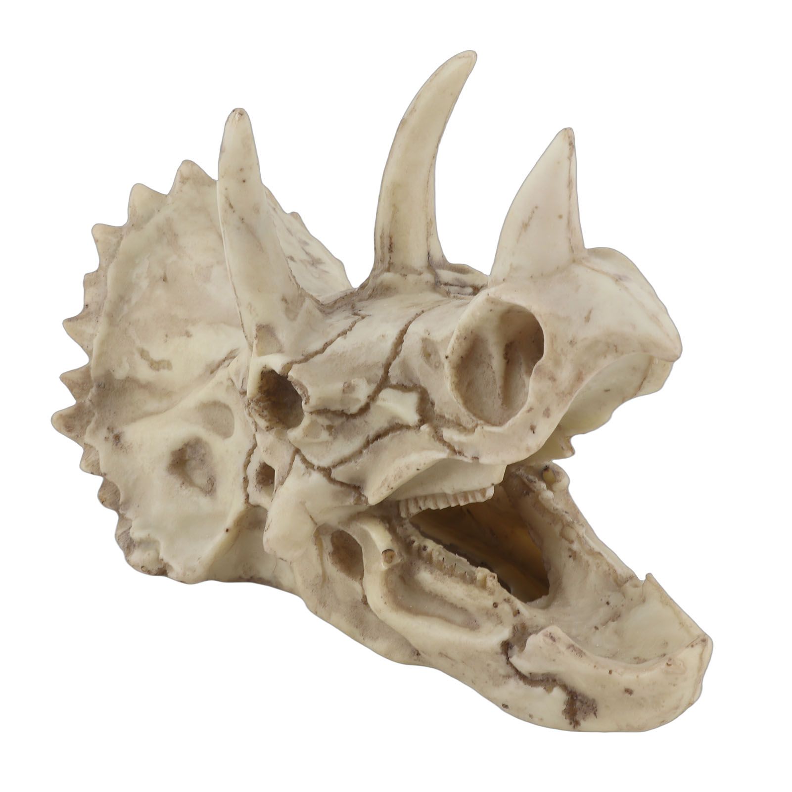 Resin Dinosaur Triceratops Skull Model Simulated Skeleton Home Office Display view 6