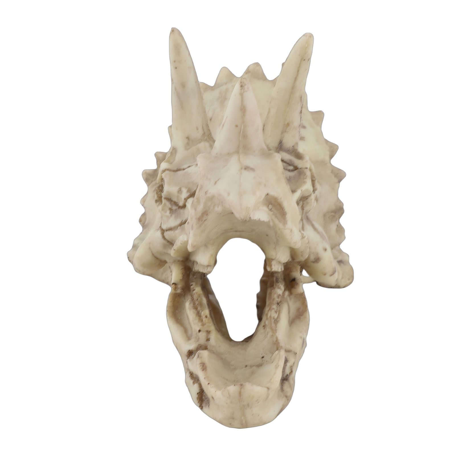 Resin Dinosaur Triceratops Skull Model Simulated Skeleton Home Office Display view 11
