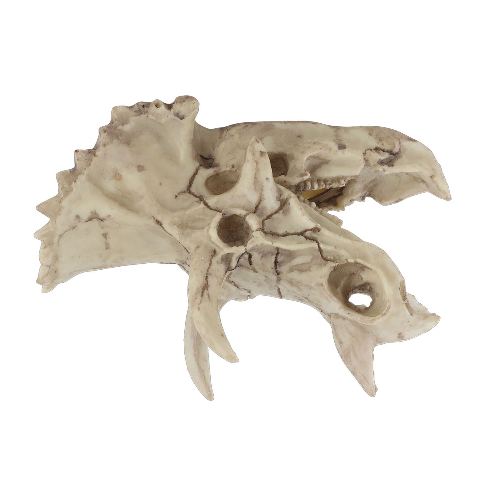 Resin Dinosaur Triceratops Skull Model Simulated Skeleton Home Office Display view 12