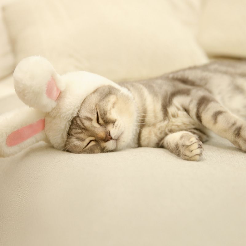 Pet Rabbit Ear Hat Huanya Polyester Cute Pet free size (size adjustable) view 4