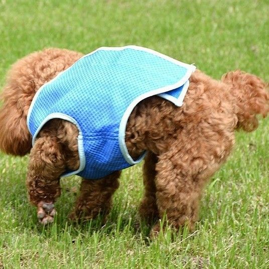 Pet Cooling Vest Summer Dog Cat view 2