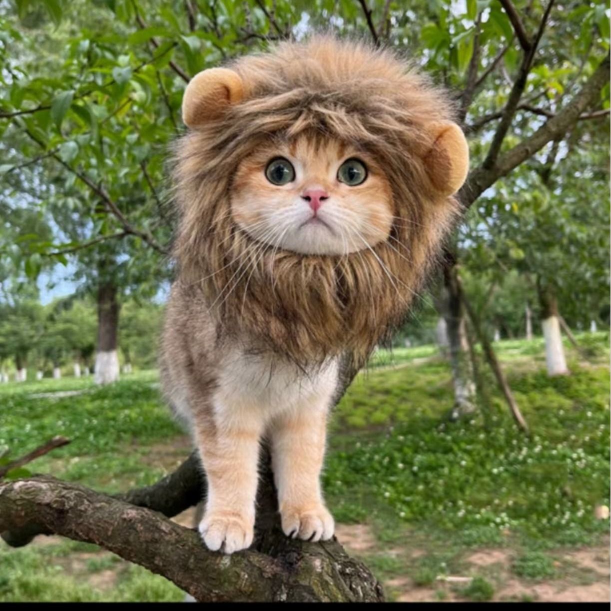 Pet Lion Hat Dog Cat Costume Acrylic Crochet Hat Blue Bear M neck view 3