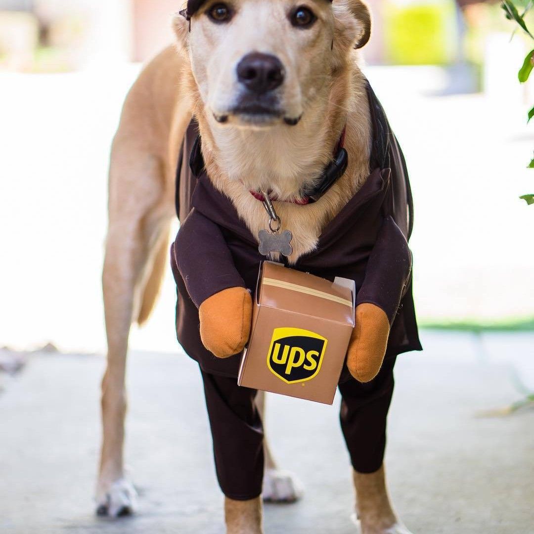 Pet Dog Clothes Transformation Outfit Brown UPS Express Brown UPS M view 3