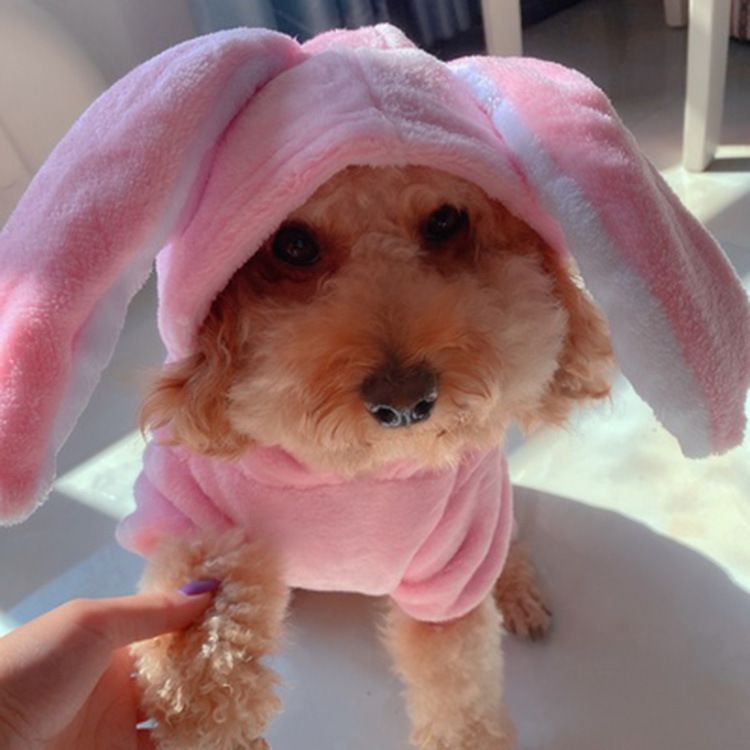 Pet Clothes Shine Coral Fleece Rabbit Costume Four-Leg Flannel view 3