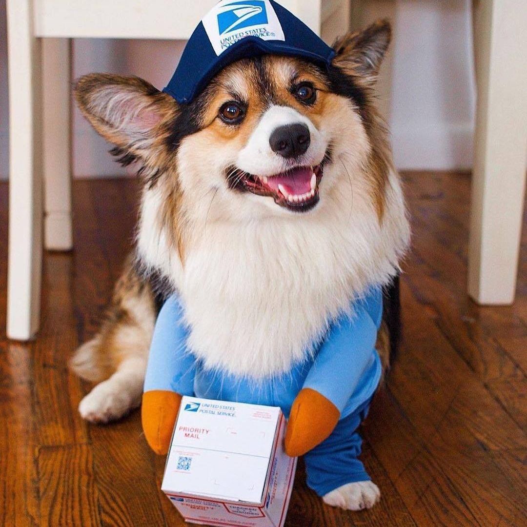 Pet Transformation Costume Hoodie for Dogs Cats Express Transformation Blue S view 2