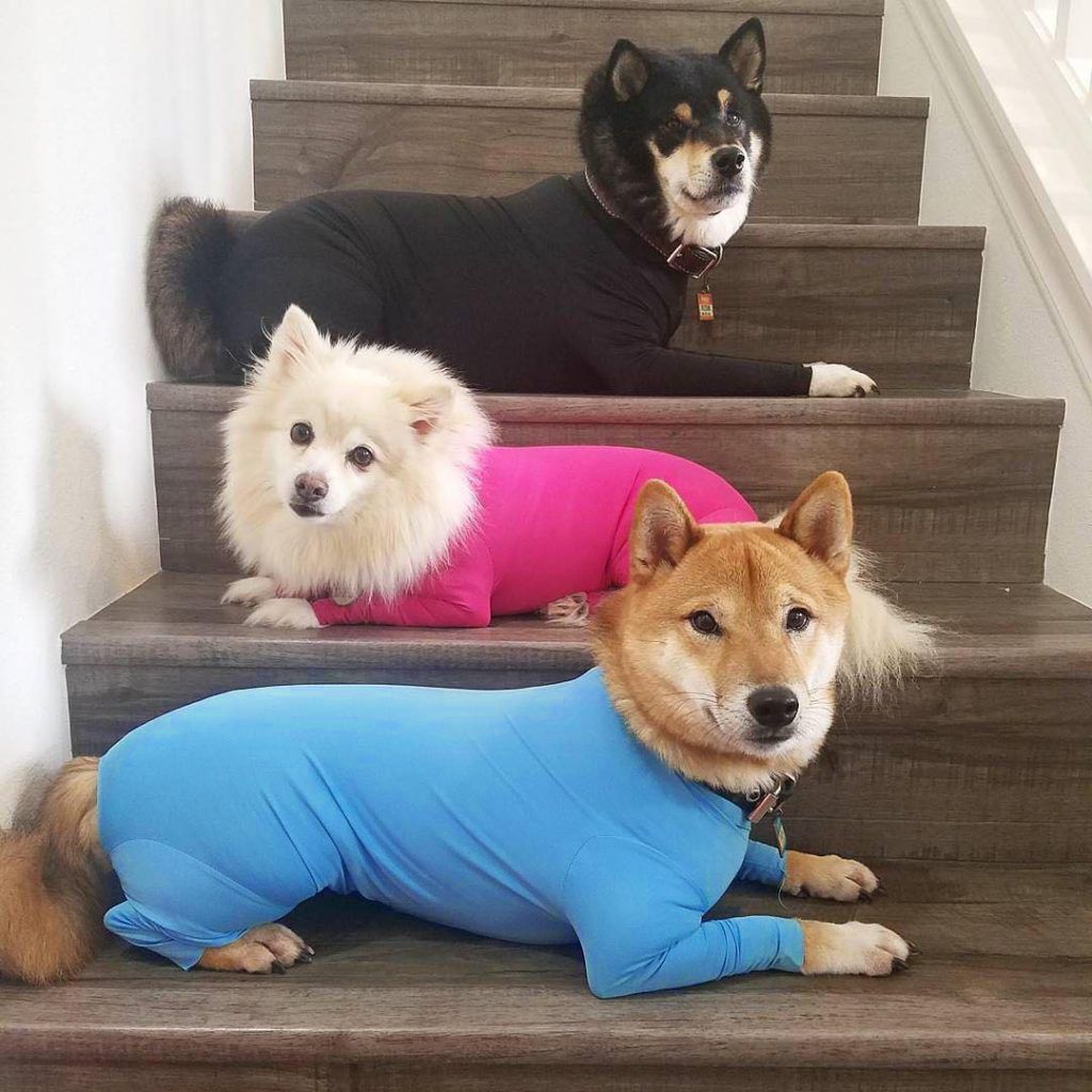 Shine Dog Cat Four Leg Clothes Polyester Four Leg Stretch Sexy Clothes Pure view 2