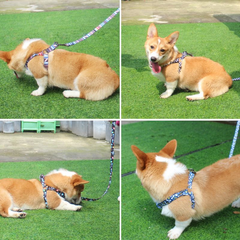 Pet Dog Chest Strap Harness Set Polyester Line (chest back + traction rope) M code view 2