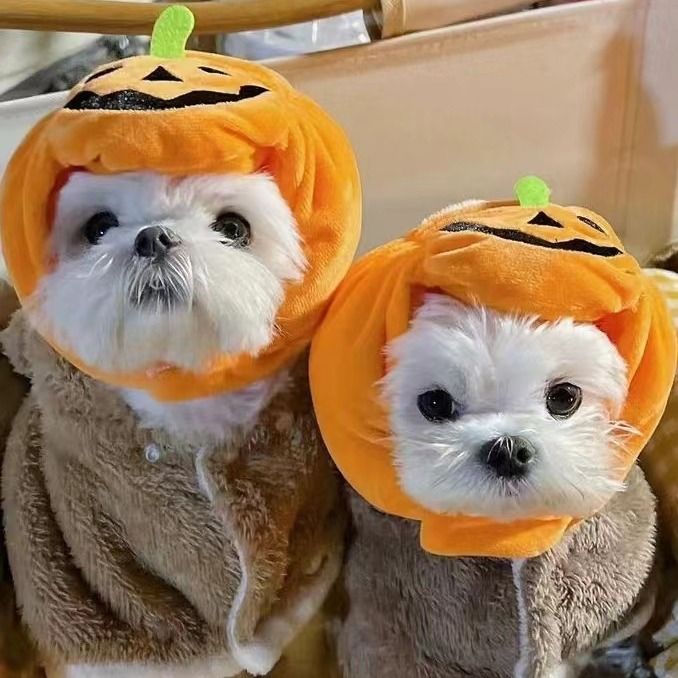 Shine Pumpkin Pet Hat for Dogs Cats Halloween The hat! Orange Pumpkin S small view 3