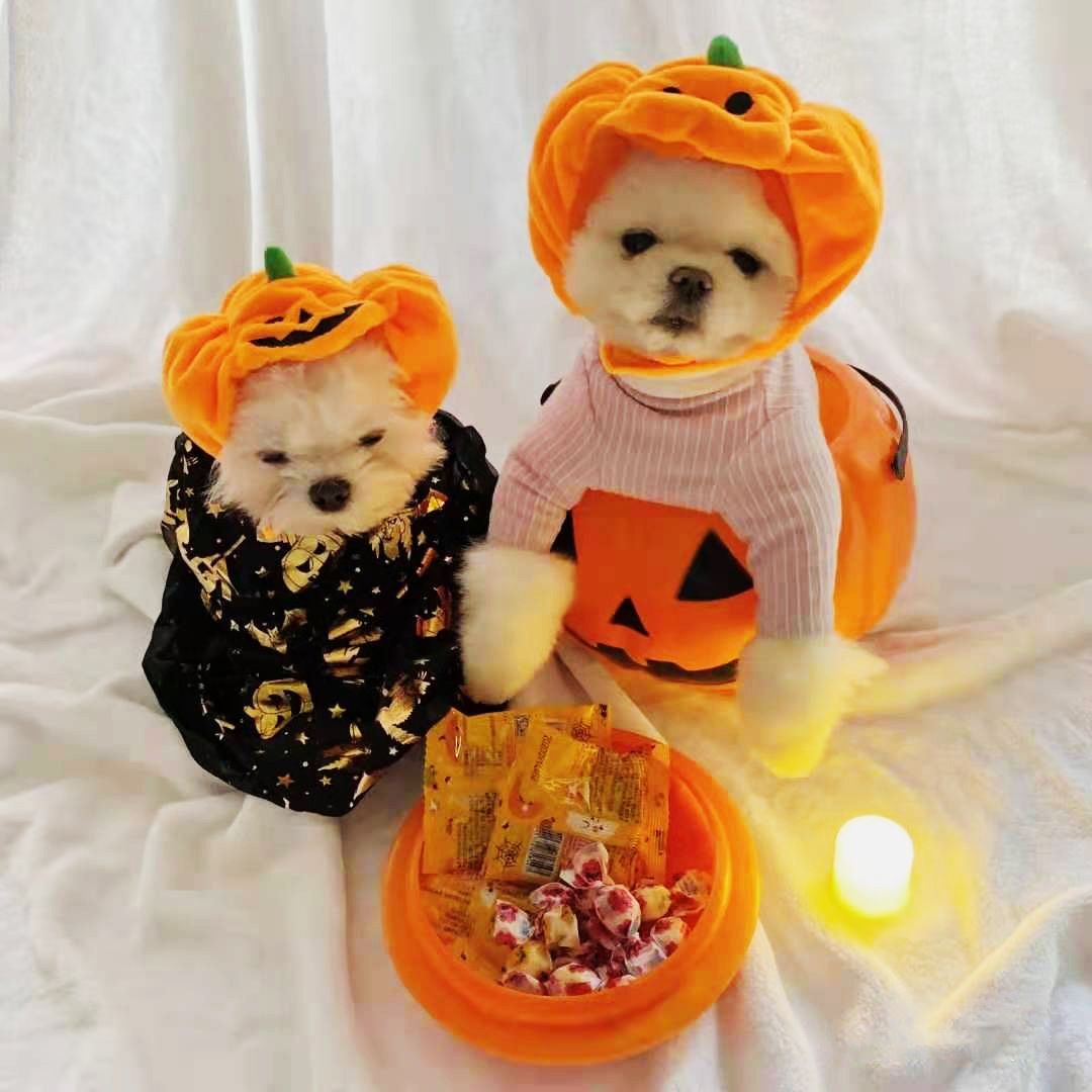Shine Pumpkin Pet Hat for Dogs Cats Halloween The hat! Orange Pumpkin L large view 4