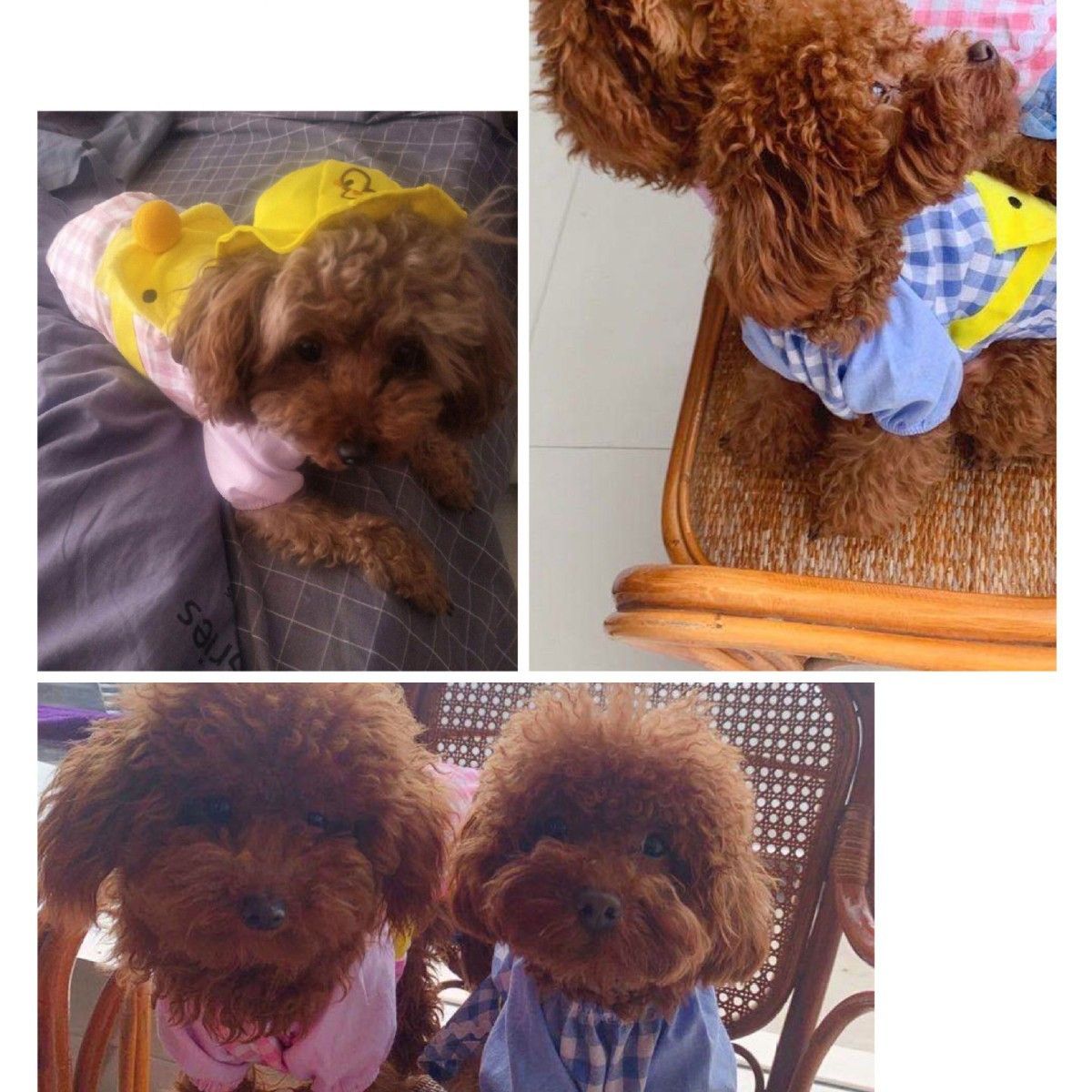 Pet Clothing Two Legged Clothes Cartoon Duck Style Pink Chrysanthemum T-Shirt view 4