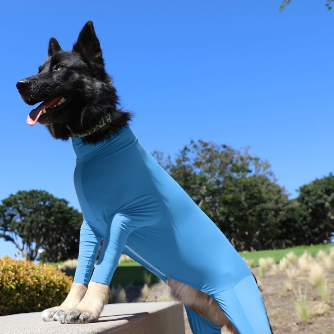 Shine Dog Cat Four Leg Clothes Polyester Four Legs Stretch Sexy Clothes Purple view 4