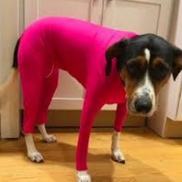 Shine Dog Cat Four Leg Clothes Polyester Four-leg stretch sexy clothes rose view 6