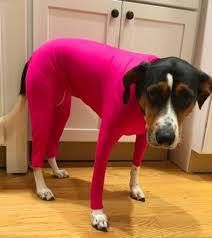 Shine Dog Cat Four Leg Clothes Polyester Four-leg stretch sexy clothes rose — image 1