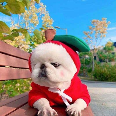 Pet Sweatshirt Beautiful Pet Polyester Fleece Autumn Apple Sweatshirt L view 5