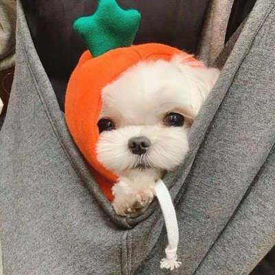 Pet Sweatshirt Beautiful Pet Polyester Fleece Autumn Banana Sweatshirt L view 3