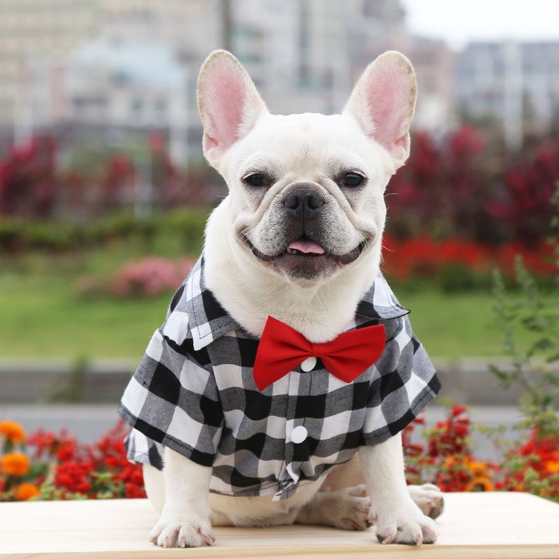 Shine Dog Plaid Shirt Polyester Two-legged Clothes Blue and Black Plaid view 4