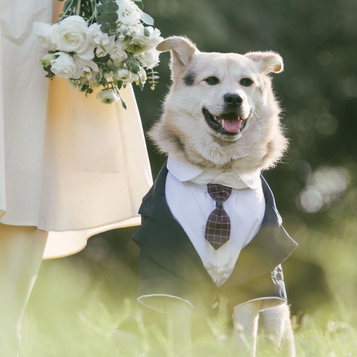 Pet Suit Dog Tuxedo Wedding little tail Polyester Light gray 4XL view 5